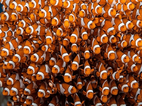 arge school of clownfish bred in a home aquarium breeding operation