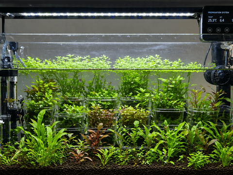 a freshwater aquarium used to grow aquatic plants for profit